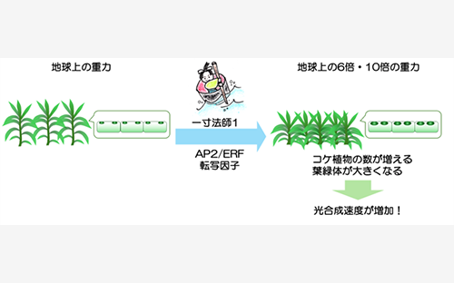 オケラ　土壌学概論・植物生理学・植物栄養学 植物生理学概論 | 桜井 英博 |本 | 通販 | Amazon