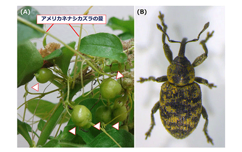 シラカバ コブ 瘤 シラカバ白樺瘤